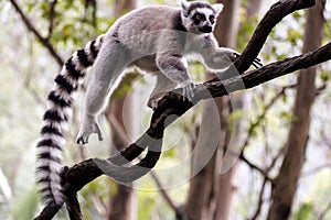 Ring-tailed lemur (Lemur catta)