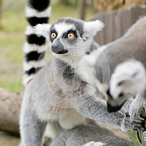 Ring-tailed lemur (lemur catta)