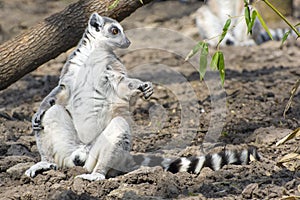 Ring-tailed lemur (Lemur catta)