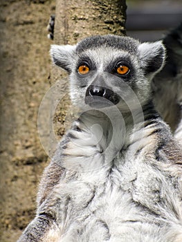 Ring-tailed lemur (Lemur catta)