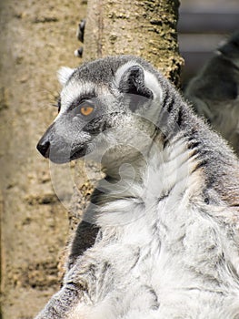 Ring-tailed lemur (Lemur catta)