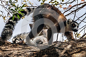 Ring-tailed lemur (Lemur catta)