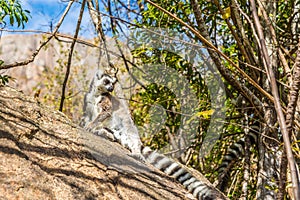 Ring-tailed lemur (Lemur catta)