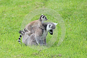 Ring-tailed lemur (Lemur catta)