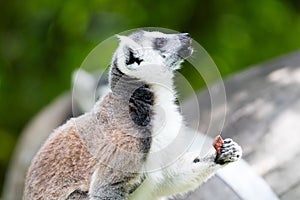 Ring-tailed lemur (Lemur catta)