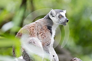 Ring-tailed lemur (Lemur catta)