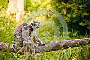 Ring-tailed lemur Lemur catta