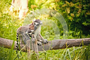 Ring-tailed lemur Lemur catta