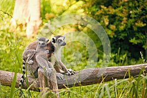 Ring-tailed lemur Lemur catta