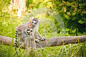 Ring-tailed lemur Lemur catta