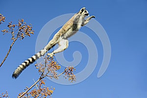 Ring-tailed lemur, lemur catta, anja