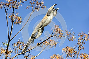 Ring-tailed lemur, lemur catta, anja