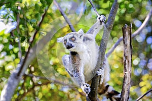 Ring-tailed lemur, lemur catta, anja