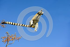 Ring-tailed lemur, lemur catta, anja