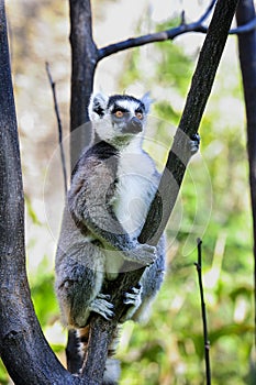 Ring-tailed lemur, lemur catta, anja