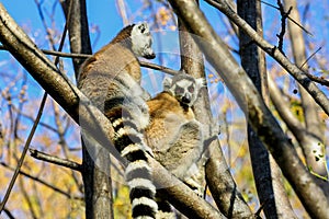 Ring-tailed lemur, lemur catta, anja