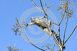 Ring-tailed lemur, lemur catta, anja