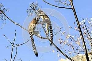 Ring-tailed lemur, lemur catta, anja