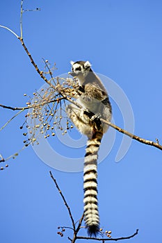 Ring-tailed lemur, lemur catta, anja