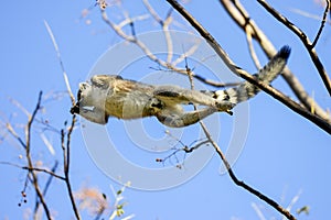 Ring-tailed lemur, lemur catta, anja