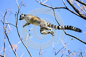 Ring-tailed lemur, lemur catta, anja