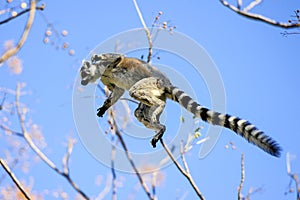 Ring-tailed lemur, lemur catta, anja