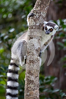 Ring-tailed lemur Lemur catta, Anja Reserve, Madagascar
