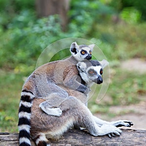 Ring-tailed lemur (lemur catta) with baby ride on one's back in