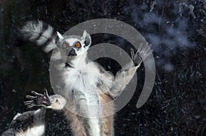 Ring-tailed lemur (Lemur Catta) behind a glass aviary zoo