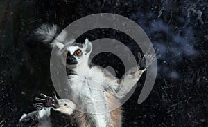 Ring-tailed lemur (Lemur Catta) behind a glass aviary zoo