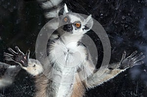 Ring-tailed lemur (Lemur Catta) behind a glass aviary zoo