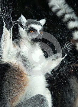 Ring-tailed lemur (Lemur Catta) behind a glass aviary zoo