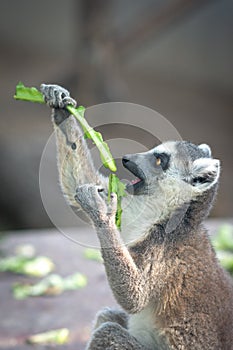 The ring-tailed lemur Lemur catta in Beijing Zoo