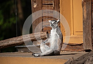 Ring-tailed lemur (Lemur catta) Berlin zoo