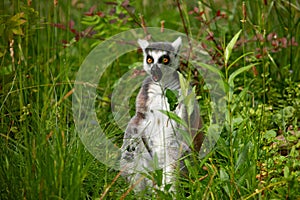 Ring-tailed lemur (Lemur catta) Berlin zoo