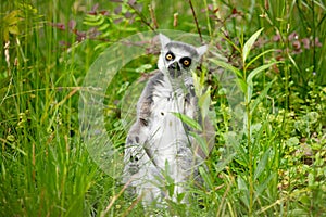 Ring-tailed lemur (Lemur catta) Berlin zoo