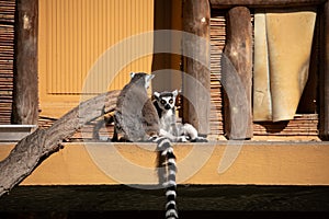 Ring-tailed lemur (Lemur catta) Berlin zoo