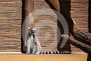 Ring-tailed lemur (Lemur catta) Berlin zoo