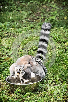 Ring-tailed lemur - Lemur catta - with cub are fed from the bowl