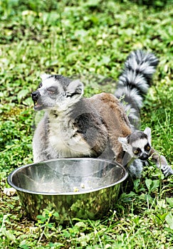 Ring-tailed lemur - Lemur catta - with cub are fed from the bowl