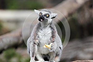 Ring-tailed lemur (Lemur catta) eating a fruit