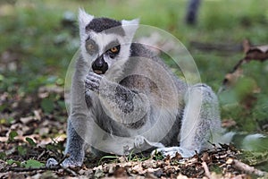 Ring-tailed lemur, lemur catta, eating