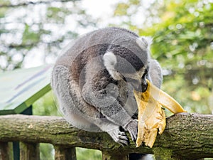 Ring-tailed lemur Lemur catta eating a banana