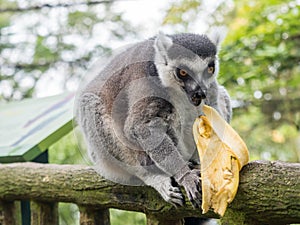 Ring-tailed lemur Lemur catta eating a banana