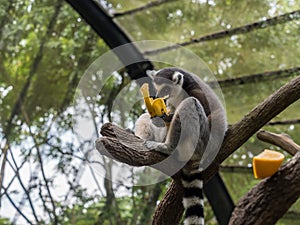 Ring-tailed lemur Lemur catta eating a banana