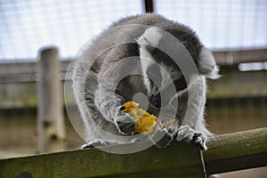 Ring Tailed Lemur Lemur catta eating mango