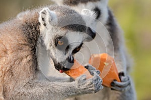 Ring-tailed lemur & x28;Lemur catta& x29; eating yam