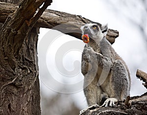 Ring-tailed lemur (lemur catta) enjoying a lollipop.