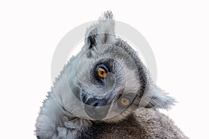 The ring-tailed lemur Lemur catta funny bowed his head and looks forward wide with open eyes