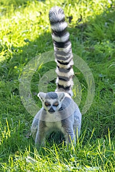 The ring-tailed lemur (Lemur catta) with grassy background